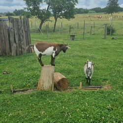 La ferme pédagogique « Ferme La contrée des minis »