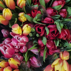 La Journée Internationale des Femmes